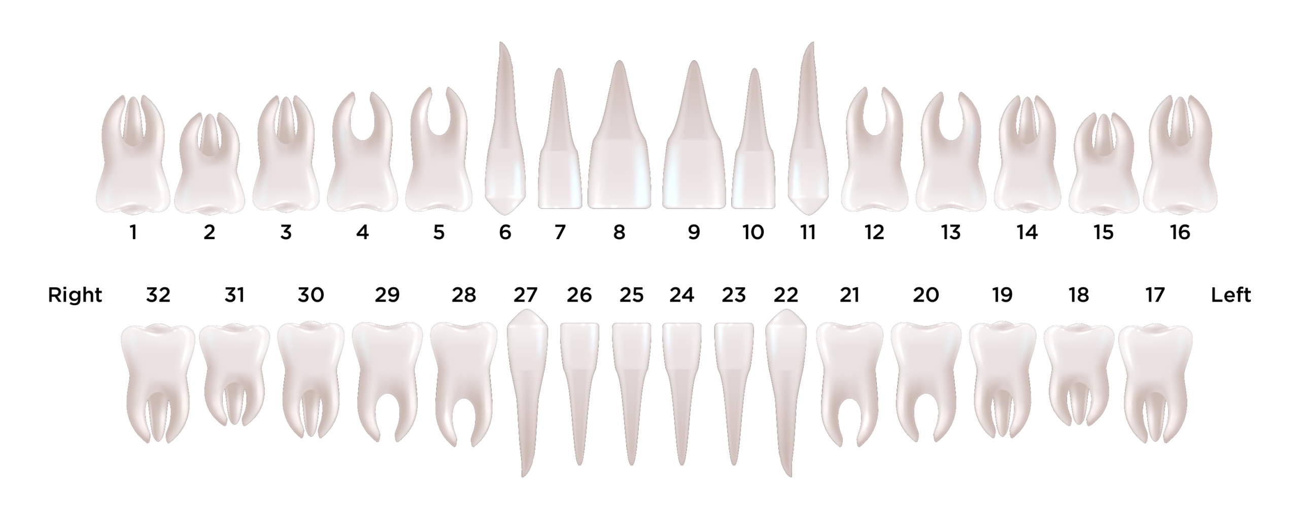 tooth number chart